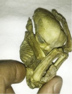 Small humanoid figure may prove alien connection