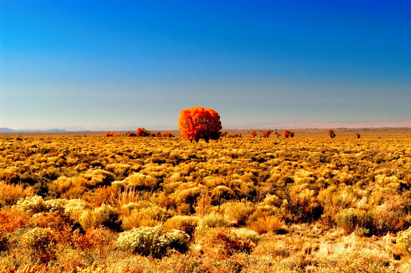 Fall trees on the Zapata Ranch just south of the Sand Dunes