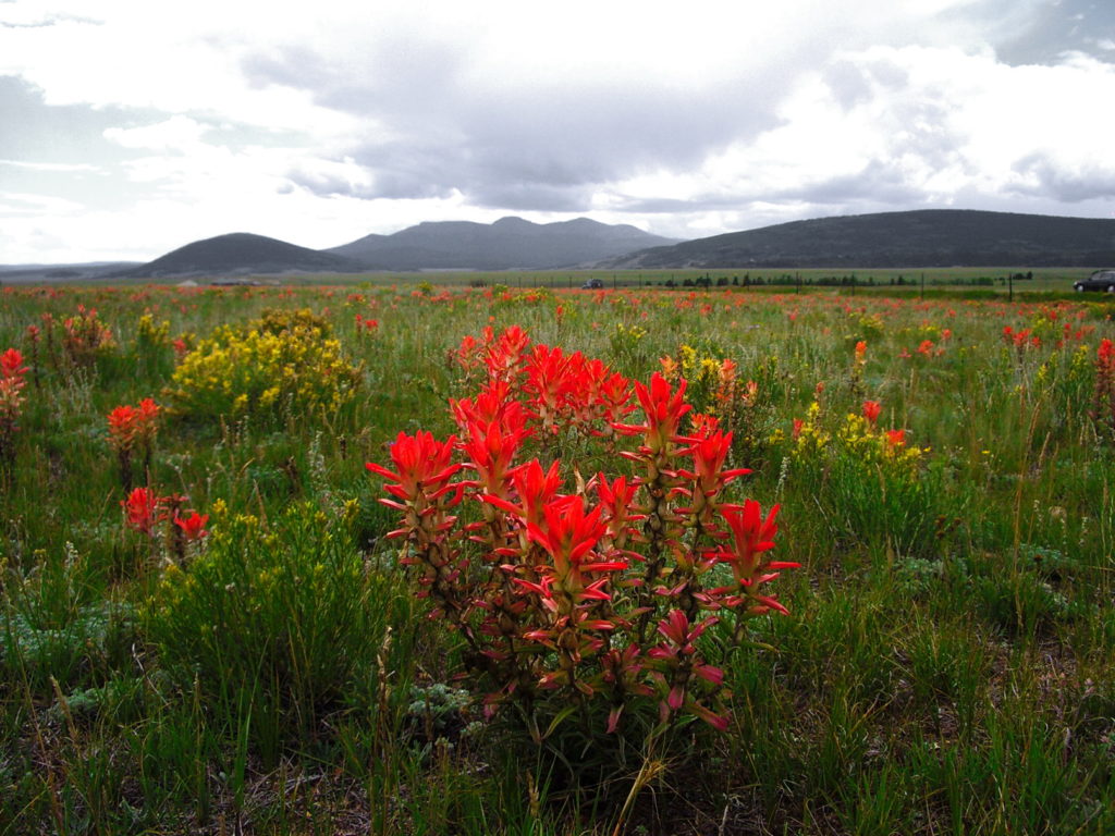 “Indian Paint Brush” field west of Fairplay, Colorado on Hwy 285